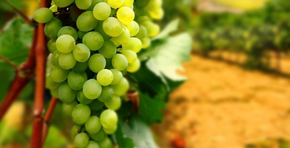 Как правильно посадить саженец винограда