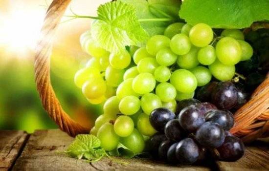 Лучшие сорта винограда десертного и мускатного типа. Обзор лучших сортов винограда для всех регионов России