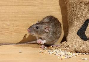 Как избавиться в деревенском доме от мышей