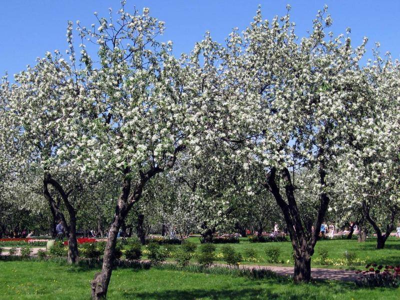 яблони весной
