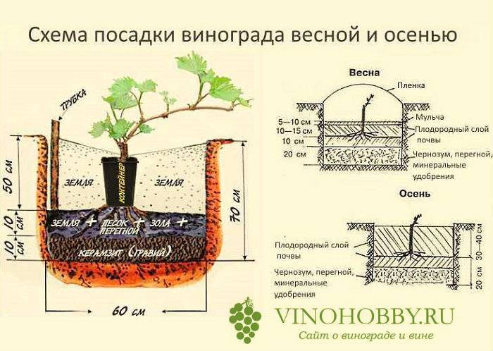 методы посадки винограда