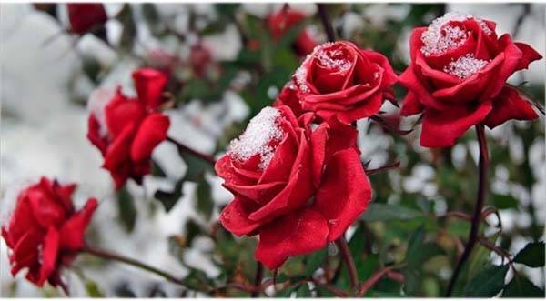 укрыть розу зимой