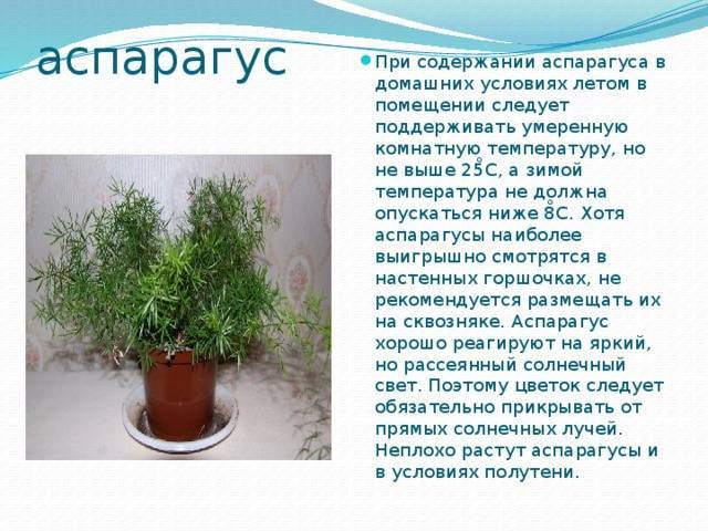 Опишите особенности растений каланхоэ и аспарагуса. Аспарагус перистый. (Аспарагус, традесканция). Аспарагус Родина растения.