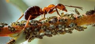 Как избавится от садовых муравьев на своем участке