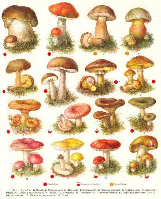 виды грибов съедобных и несъедобных