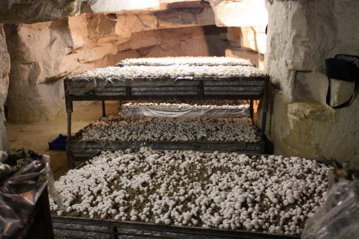 Выращивание шампиньонов в подвале как бизнес: условия и технология