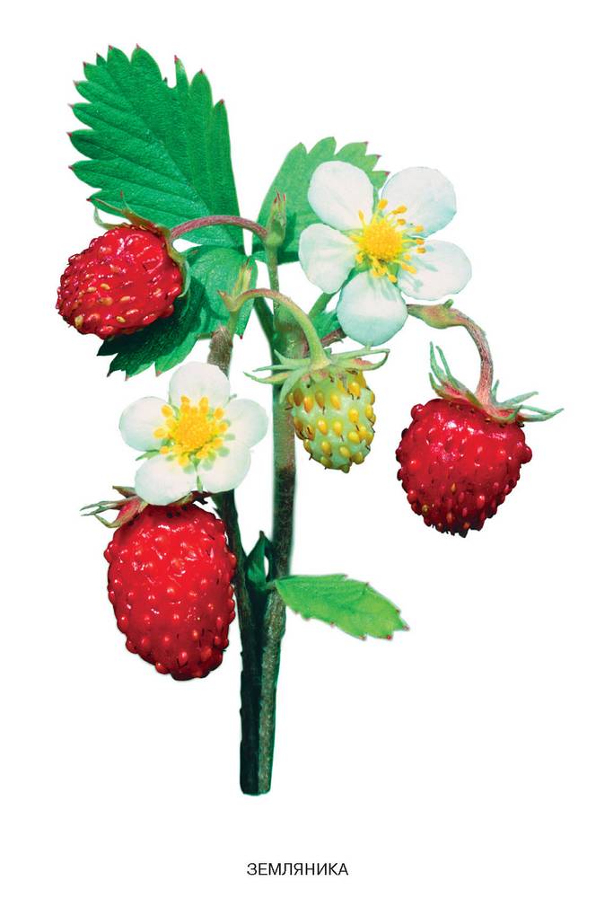Расскажите детям о садовых ягодах