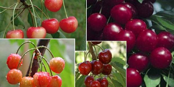 Какие сорта вишни самые жизнестойкие и плодоносные