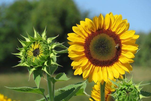 Цветы медоносы для пчел фото