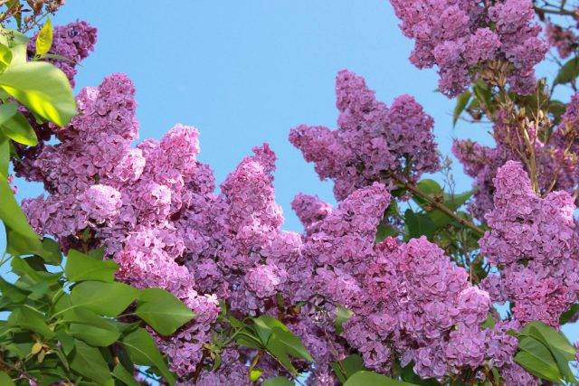 Цветы медоносы для пчел в саду фото и названия