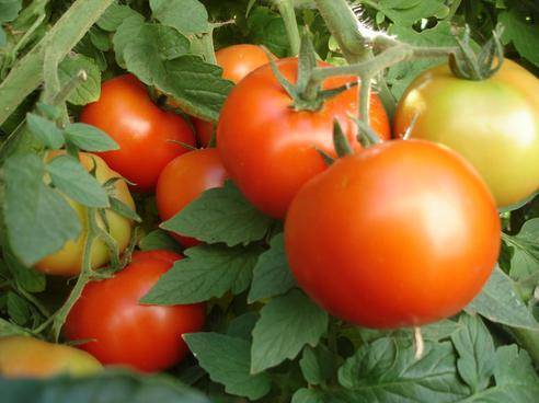 низкорослые томаты для открытого грунта