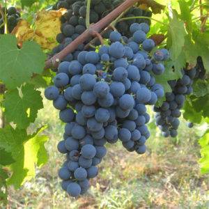 Сорта белого винограда для вина