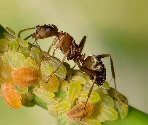Как вывести муравьёв с огорода