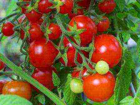 томаты лучшие детерминантные сорта