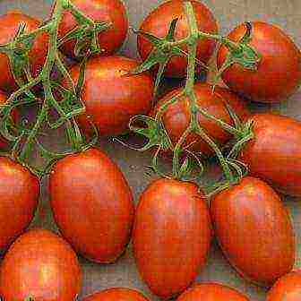 томаты лучшие детерминантные сорта