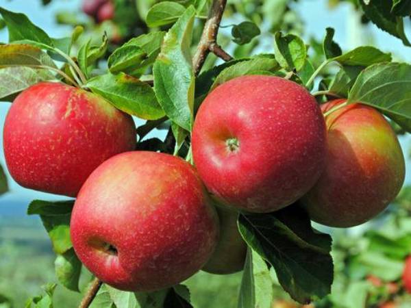 Яблоки джонаголд фото