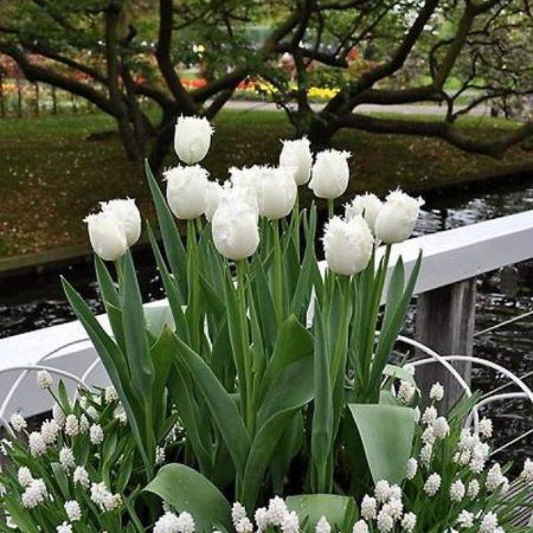 Тюльпаны На Даче Фото