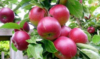 Популярные сорта яблонь для средней полосы
