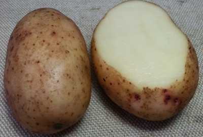 Картопля тирас характеристика