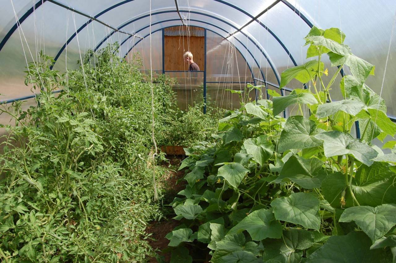 выращивание овощных культур в теплице