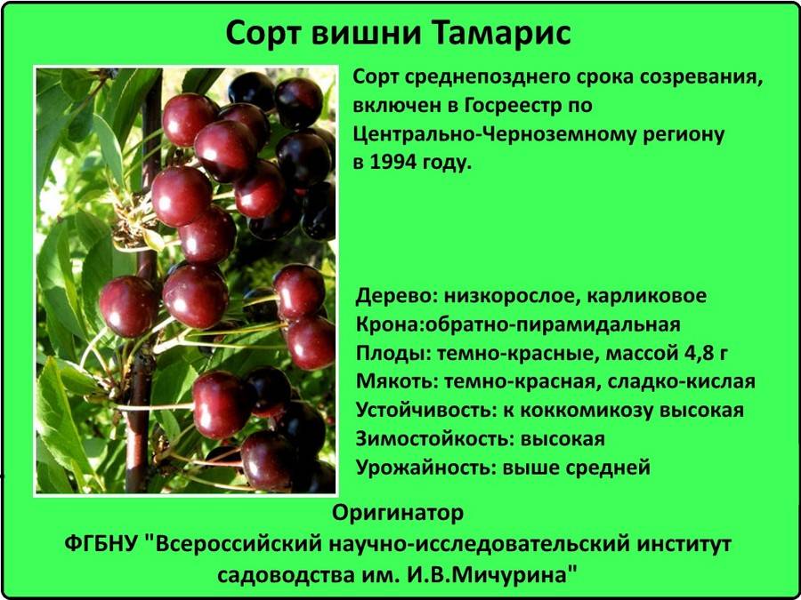 Сорт вишни Тамарис