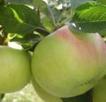 Иммунные сорта яблони для Северного Кавказа: Василиса