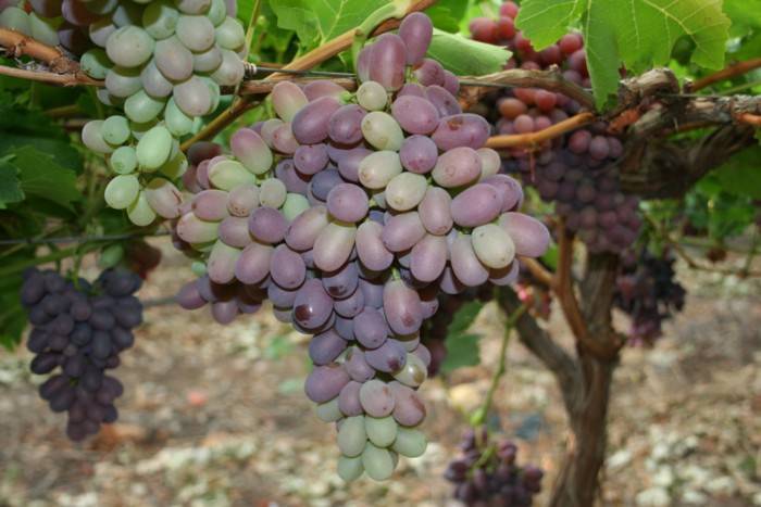 Посадка винограда весной саженцами видео