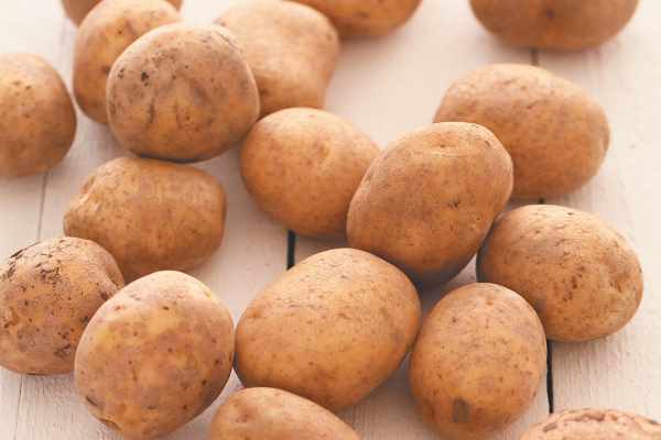 Вредители картофеля и методы борьбы с ними