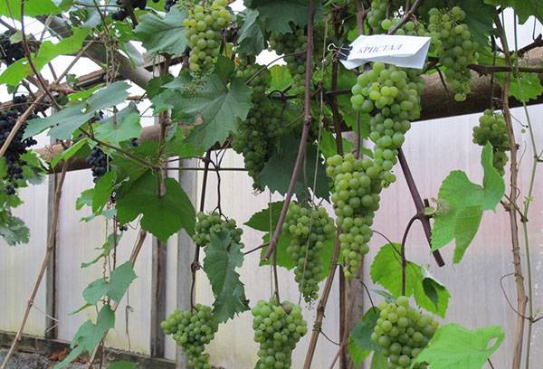 Посадка винограда на урале весной видео