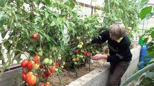 Семена низкорослых томатов