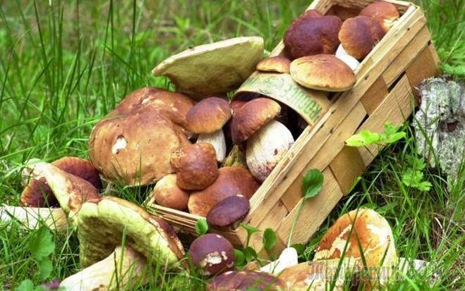 Как размножаются грибы в лесу