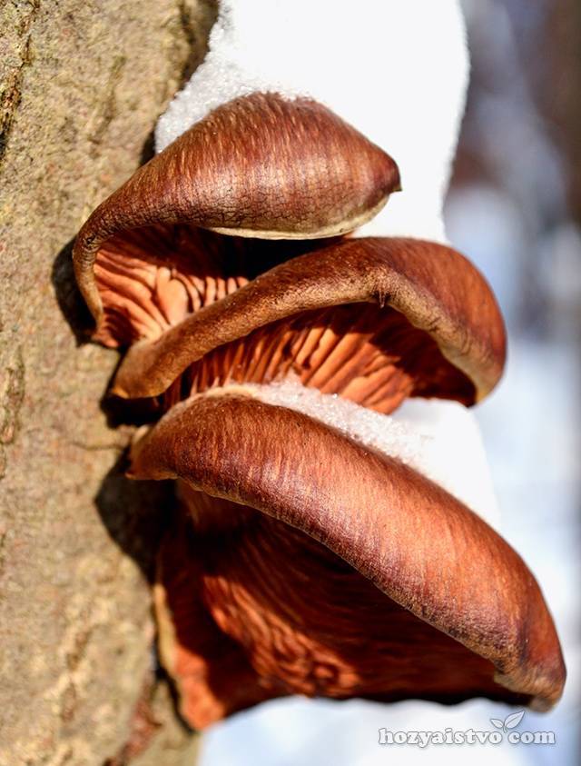 Как размножаются грибы в лесу