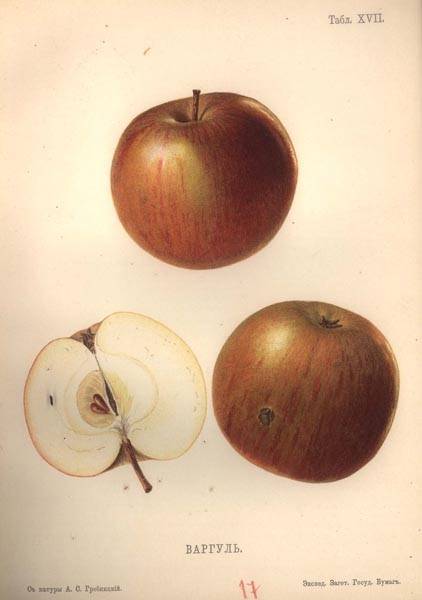 Старинные сорта яблонь