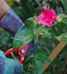 Обрезка роз на зиму фото