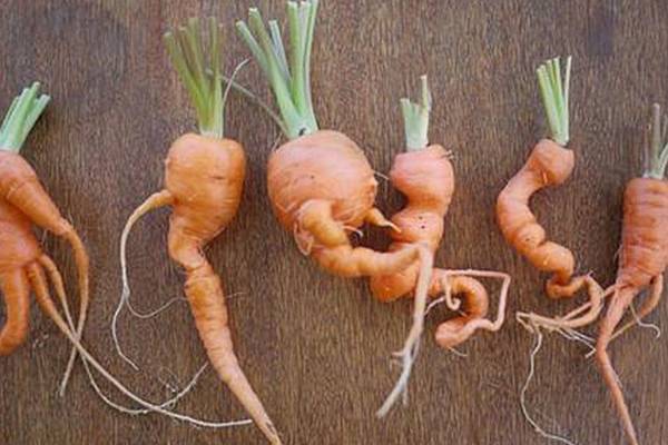 Какую почву любит морковь