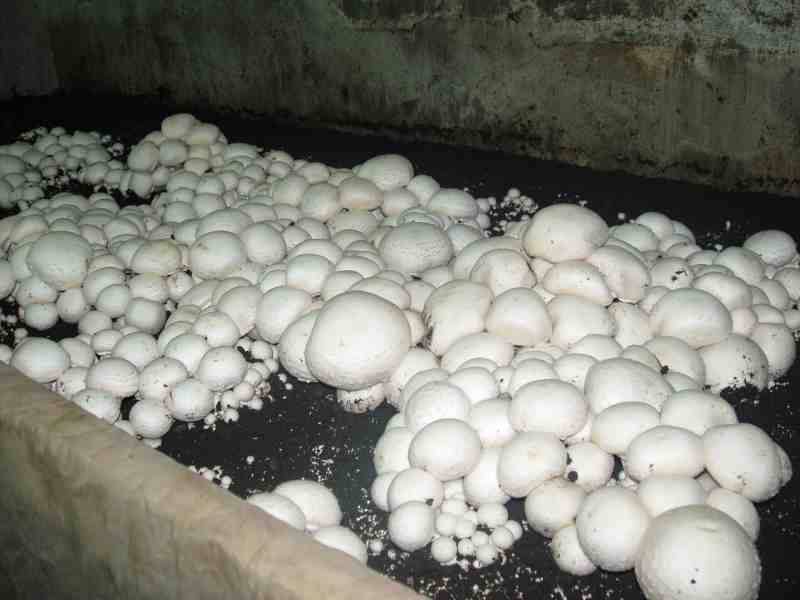 Технология выращивания грибов в теплице