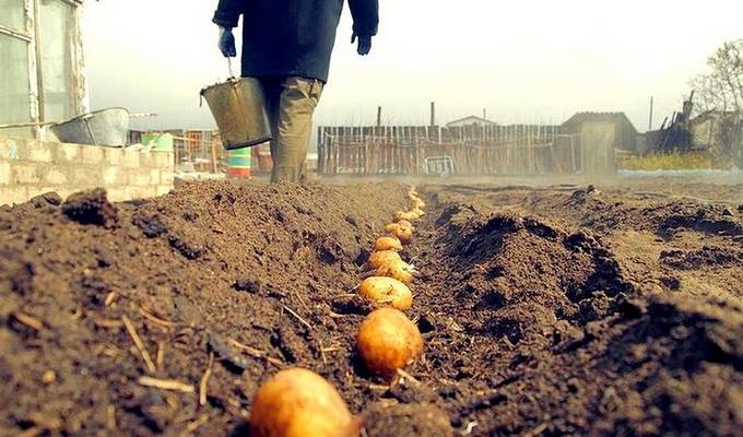 Подготовка клубней картофеля к посадке
