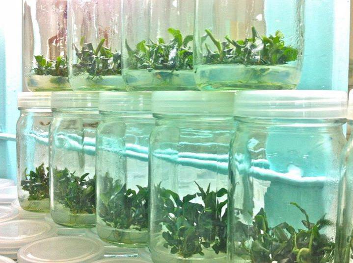 Микроклонирование растений