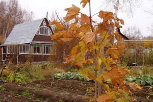 Осень в саду на даче