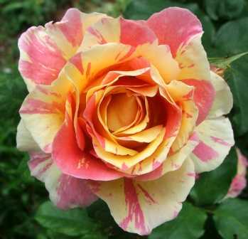 Необычные сорта роз