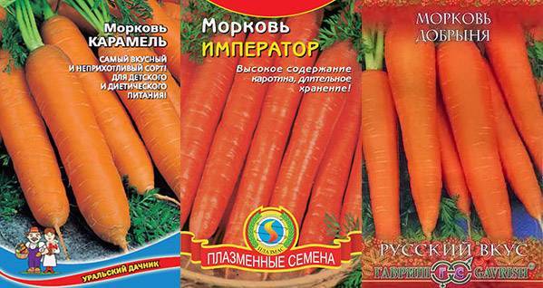 Морковь: сладкие сорта