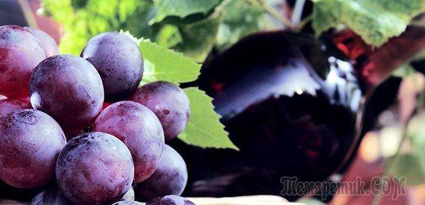 Сорта винного винограда и их характеристики