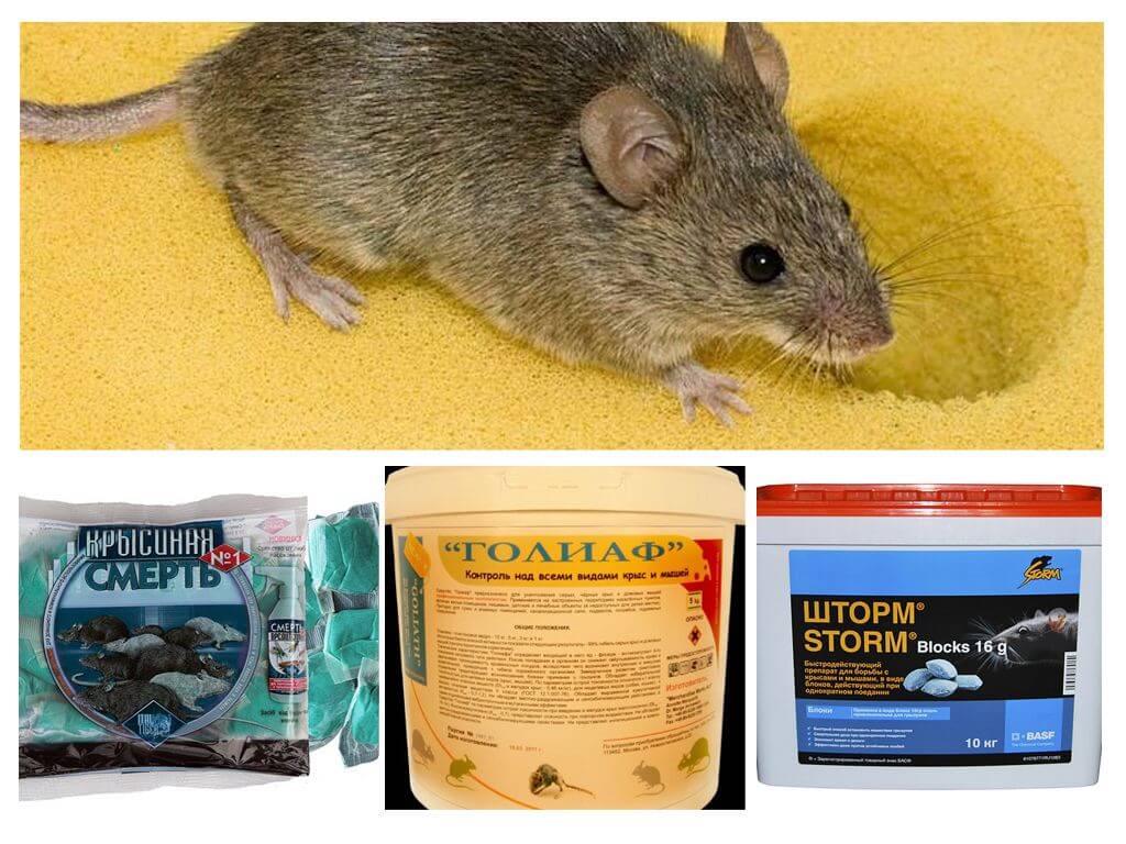 Чем отравить мышей в домашних условиях
