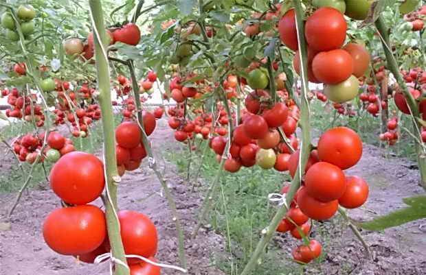 Лучшие сорта индетерминантных томатов для теплиц