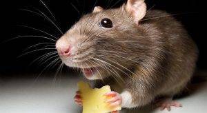 Средство от крыс в домашних условиях
