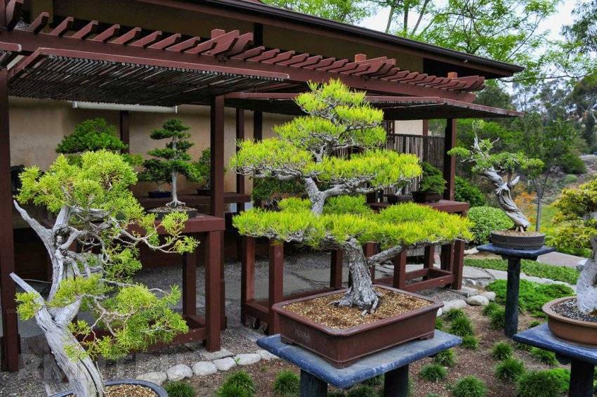Сад в японском стиле фото