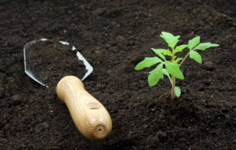 Как вырастить капусту из семян