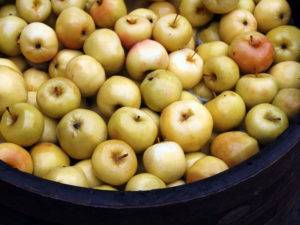 Моченые яблоки фото