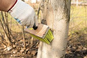 Как опрыскивать деревья