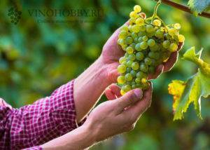 Основные сорта винограда для производства вина